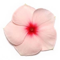 Pacifica XP Apricot Vinca